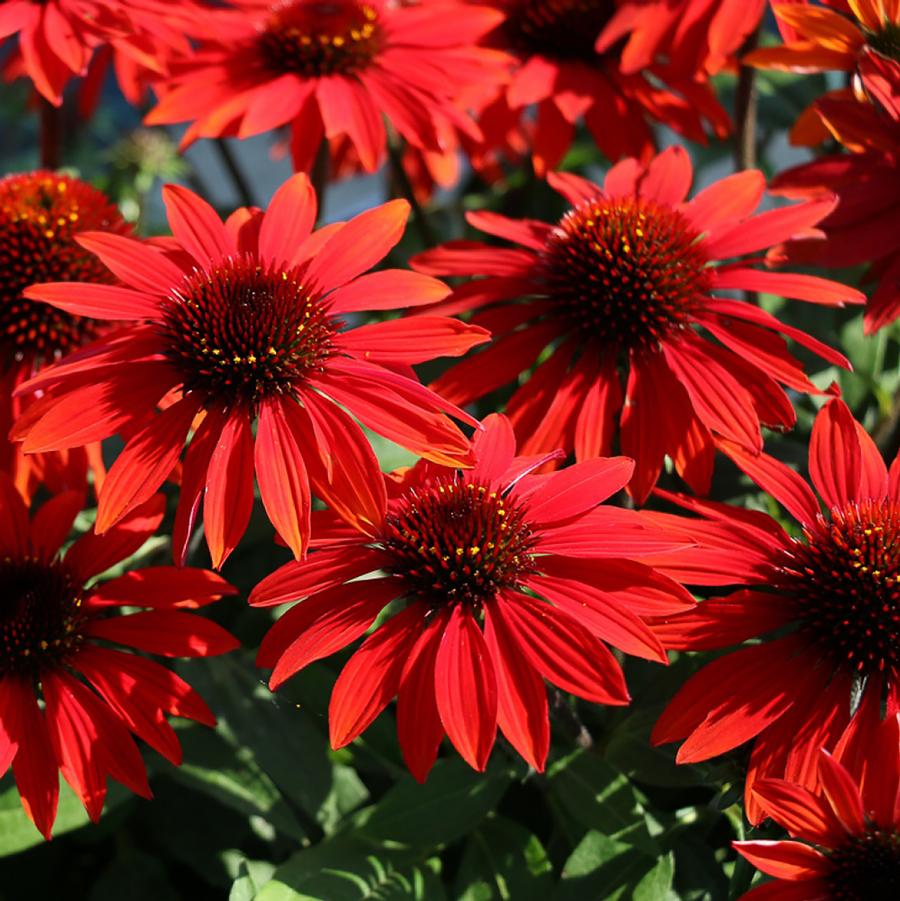 Echinacea Sombrero® Sangrita