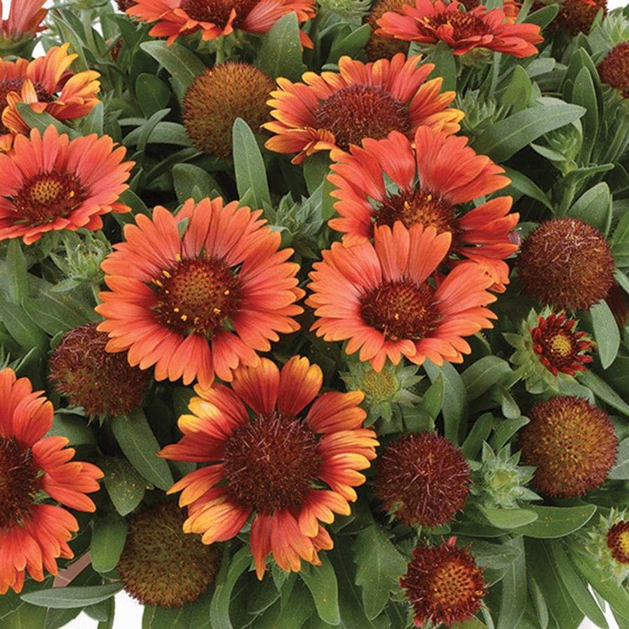 Gaillardia hybrida Gusto™ Paprika