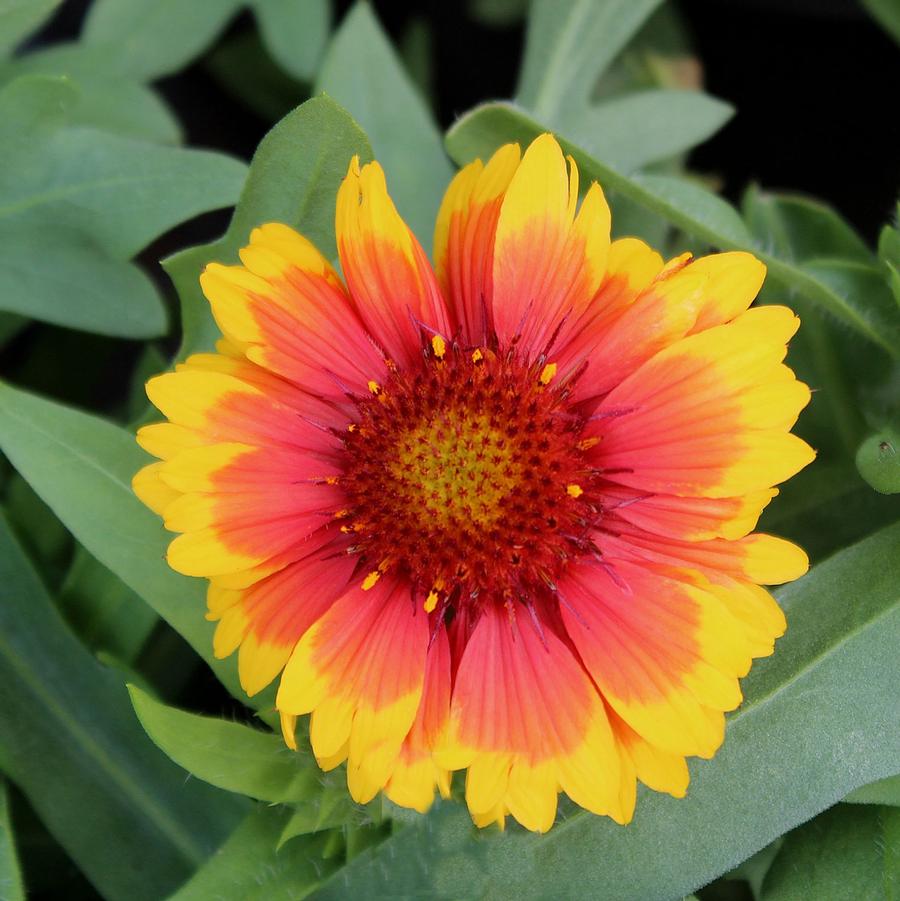 Gaillardia x grandiflora Mesa™ Bright Bi-color