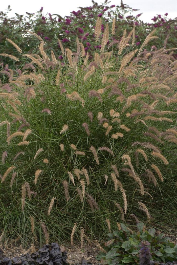 Pennisetum orientale Karley Rose