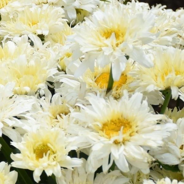 Leucanthemum x superbum Ice Cream Dream