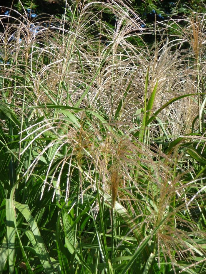 Miscanthus floridulus Giganteus