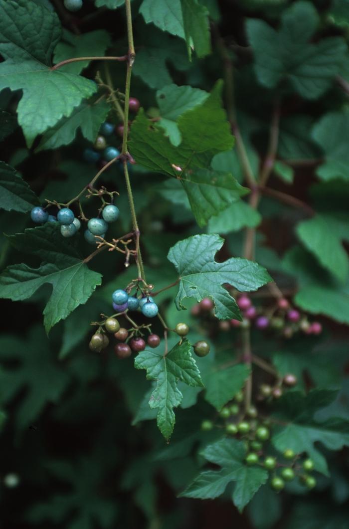 Ampelopsis brevipedunculata Elegans