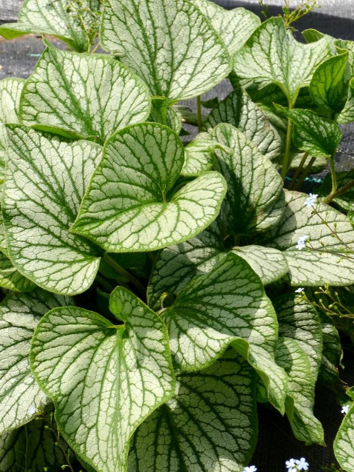 Brunnera macrophylla Silver Charm