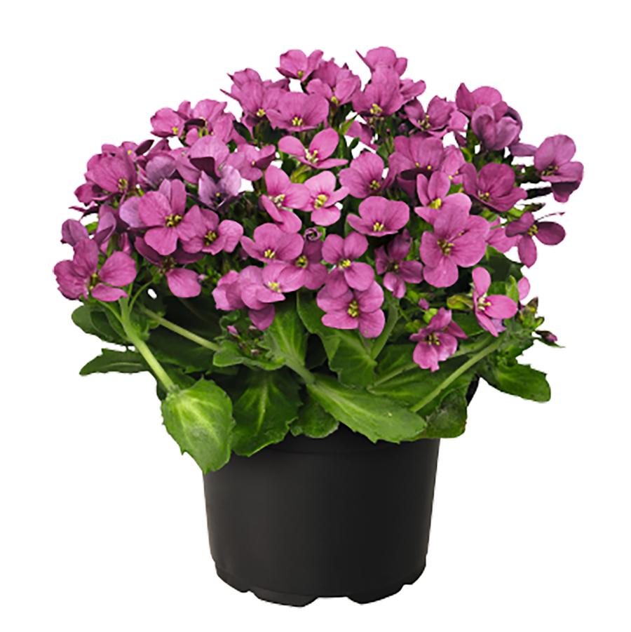 Arabis caucasica Catwalk Pink