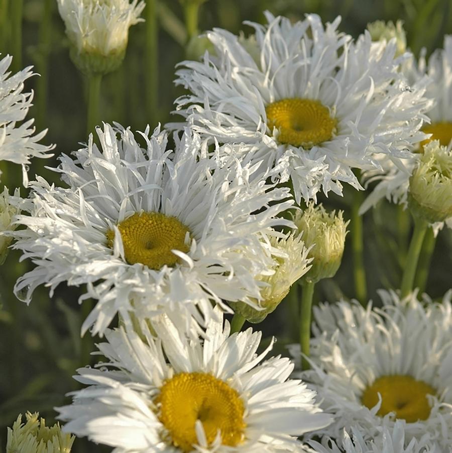 Leucanthemum x superbum Crazy Daisy