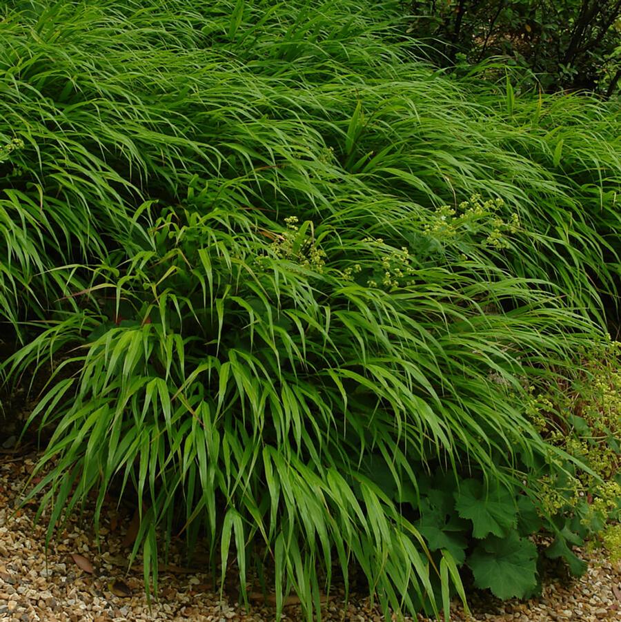 Hakonechloa macra 