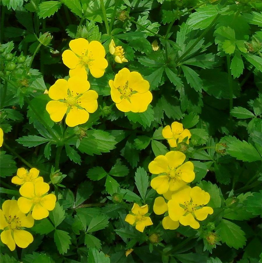 Potentilla fruticosa Goldstar