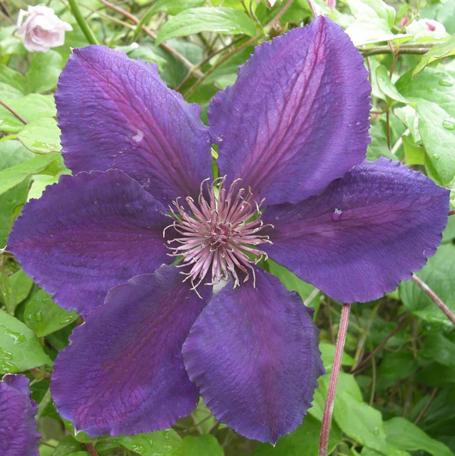 Clematis Vancouver™ Plum Gorgeous