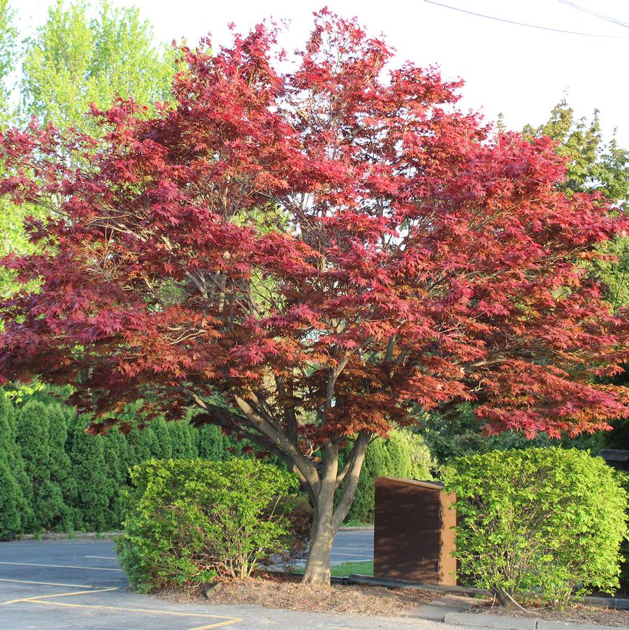 Acer palmatum Emperor 1®-Specimen