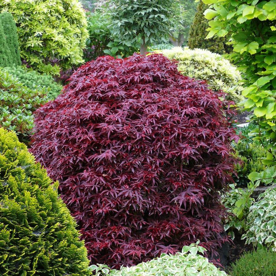 Acer palmatum Shaina