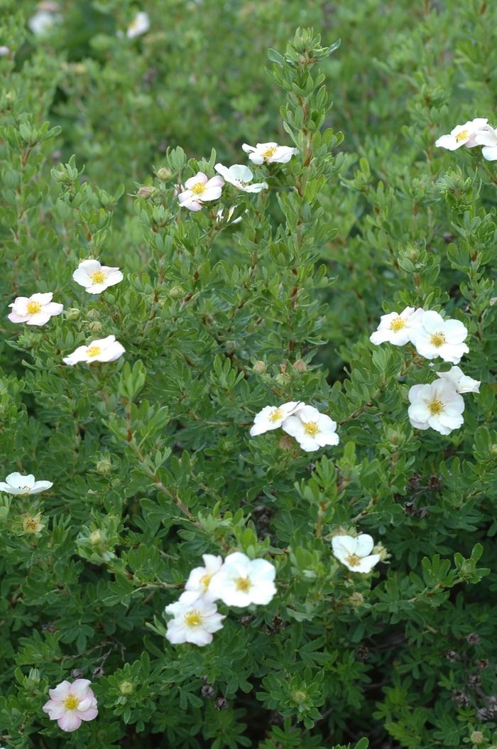 Potentilla fruticosa Pink Beauty