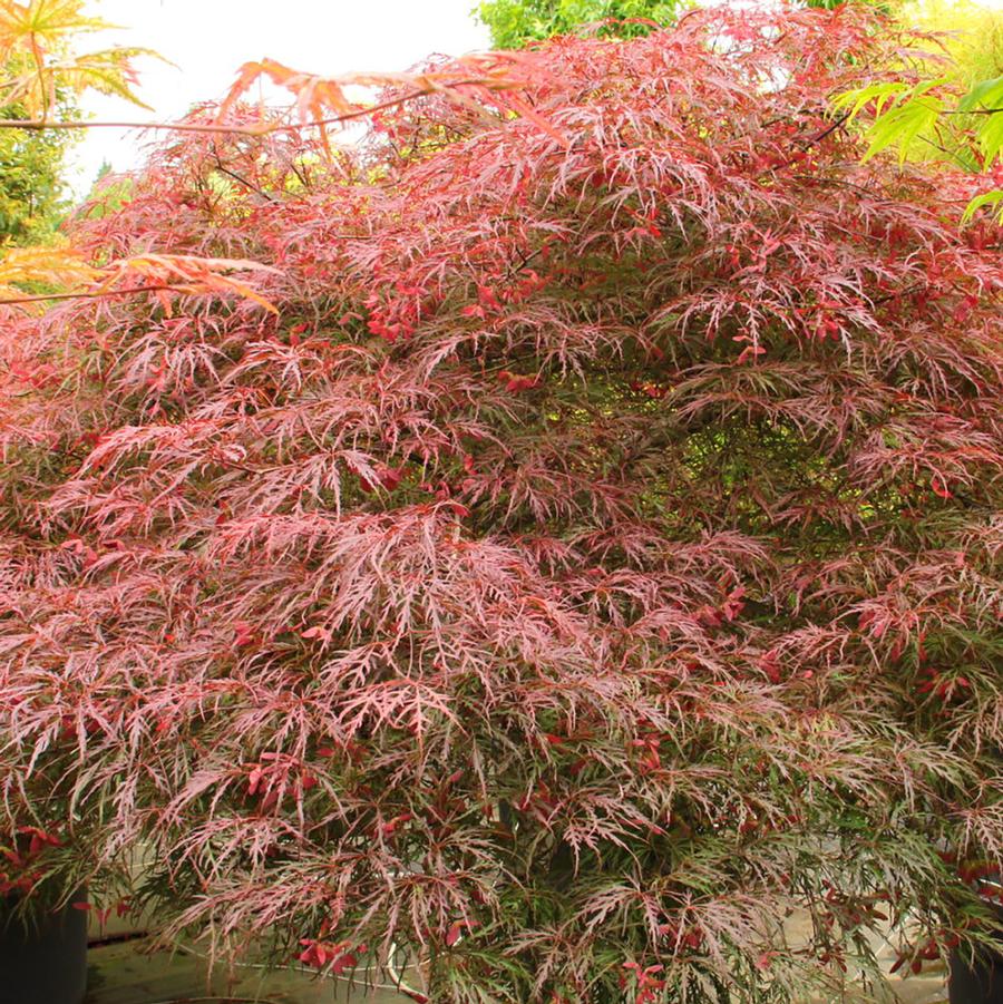 Acer palmatum var. dissectum Octopus