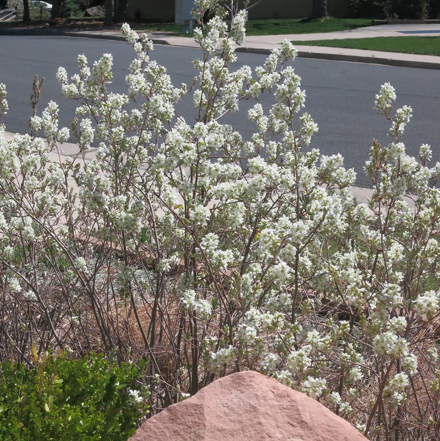 Amelanchier alnifolia-Clump 