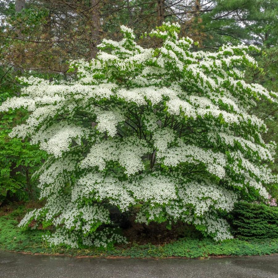 Cornus alternafolia 