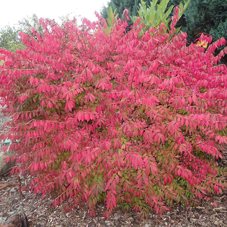 Euonymus alatus Little Moses