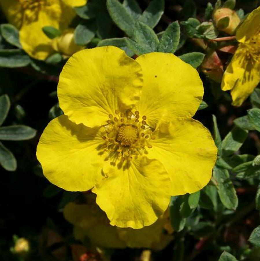 Potentilla fruticosa Yellow Gem