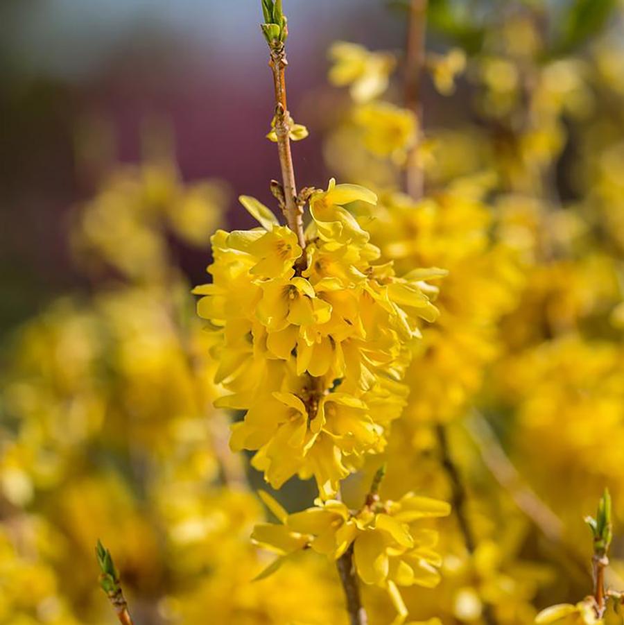 Forsythia Spring Fling®