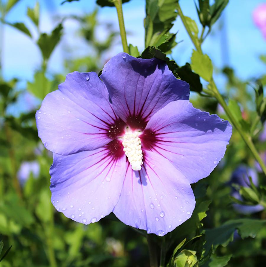 Hibiscus syriacus Blue Bird