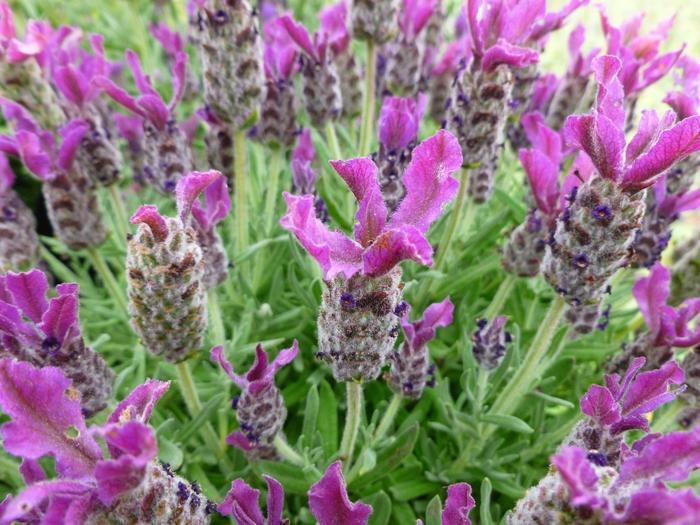 Lavandula stoechas Anouk Deep Rose