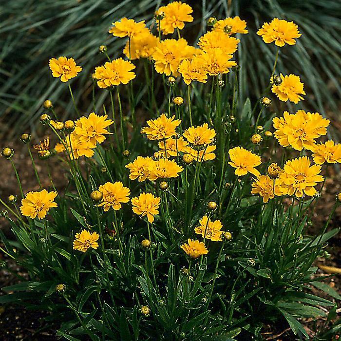 Coreopsis grandiflora Early Sunrise