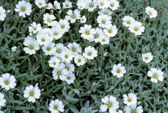 Cerastium tomentosum 