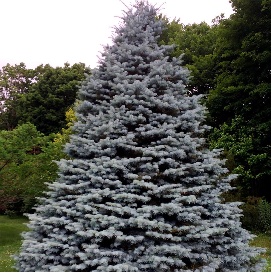 Abies concolor 