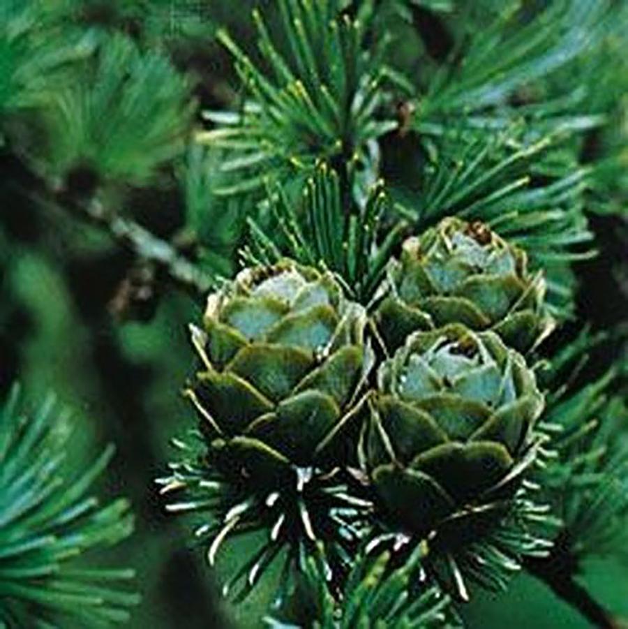 Larix laricina 