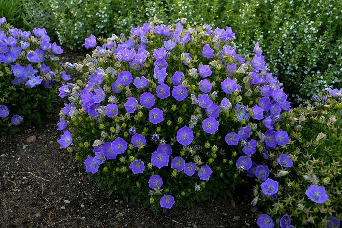 Campanula carpatica Rapido Blue