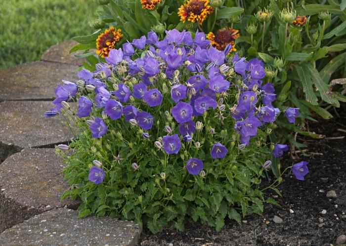 Campanula carpatica Pearl Deep Blue