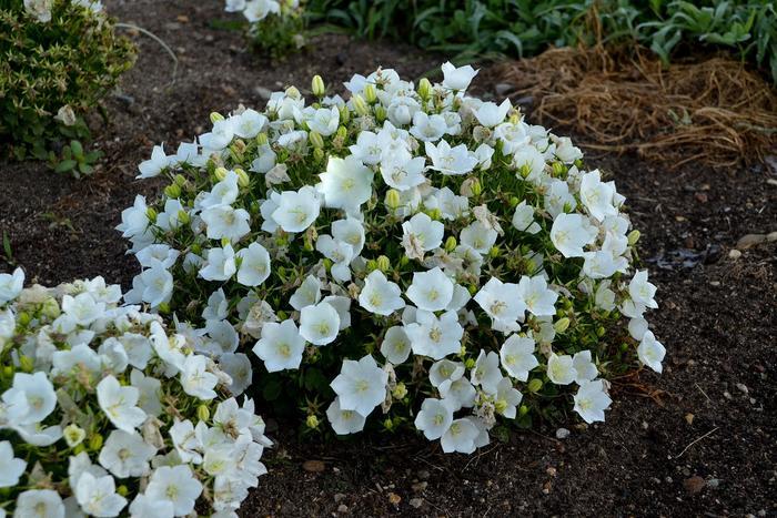 Campanula carpatica Rapido White