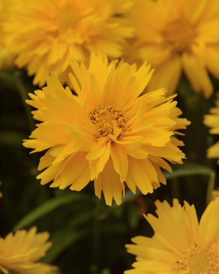 Coreopsis grandiflora Double the Sun