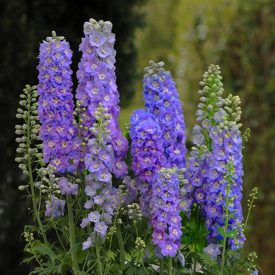Delphinium Delgenius™ Shelby