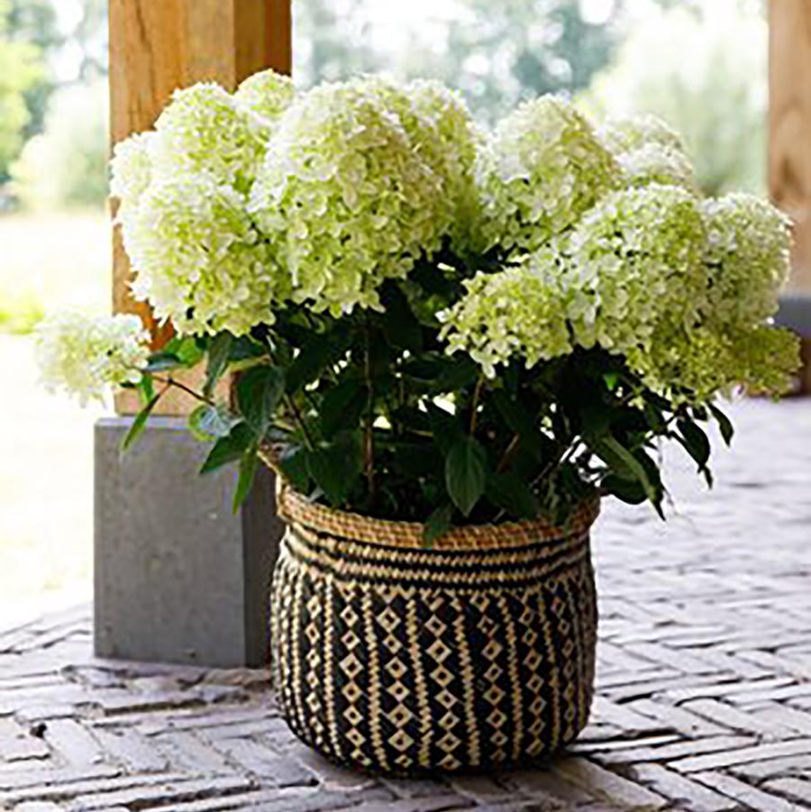 Hydrangea paniculata Bloom Champion® Fresh White