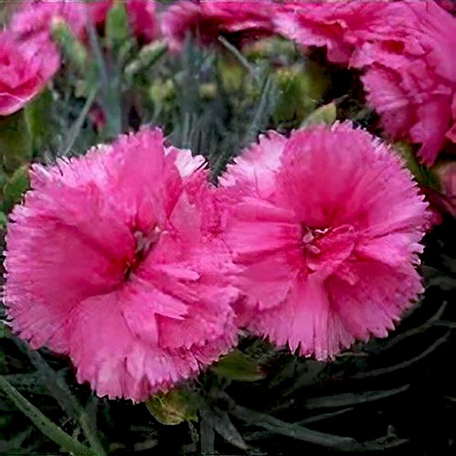 Dianthus Peman