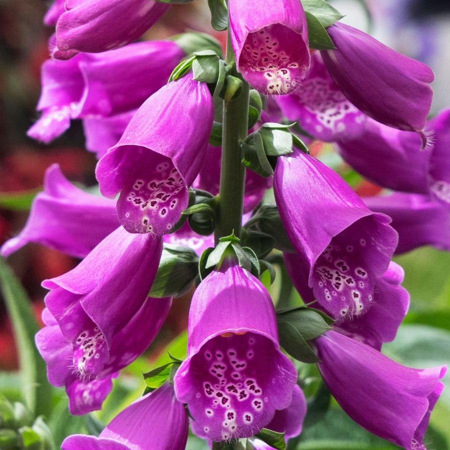 Digitalis purpurea Dottie™ Purple