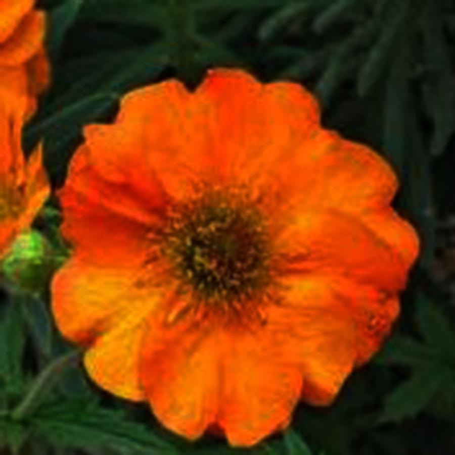 Geum hybrida Totally Tangerine