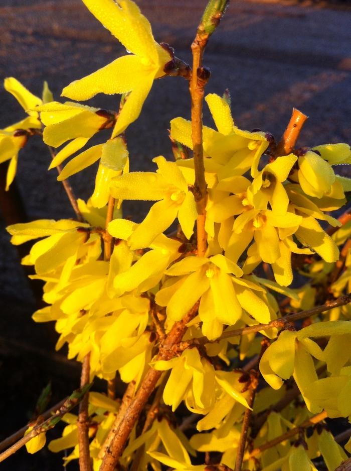 Forsythia ovata Northern Gold