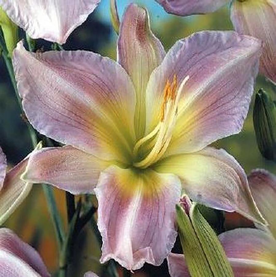 Hemerocallis Catherine Woodbury