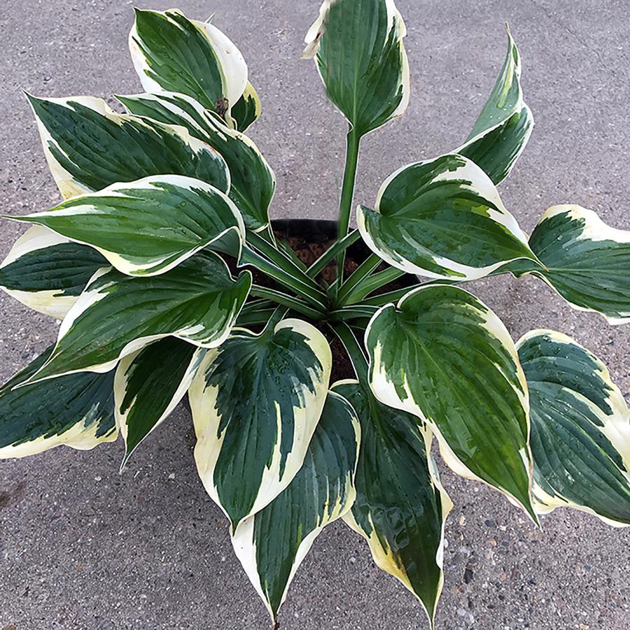 Hosta Hi-Class