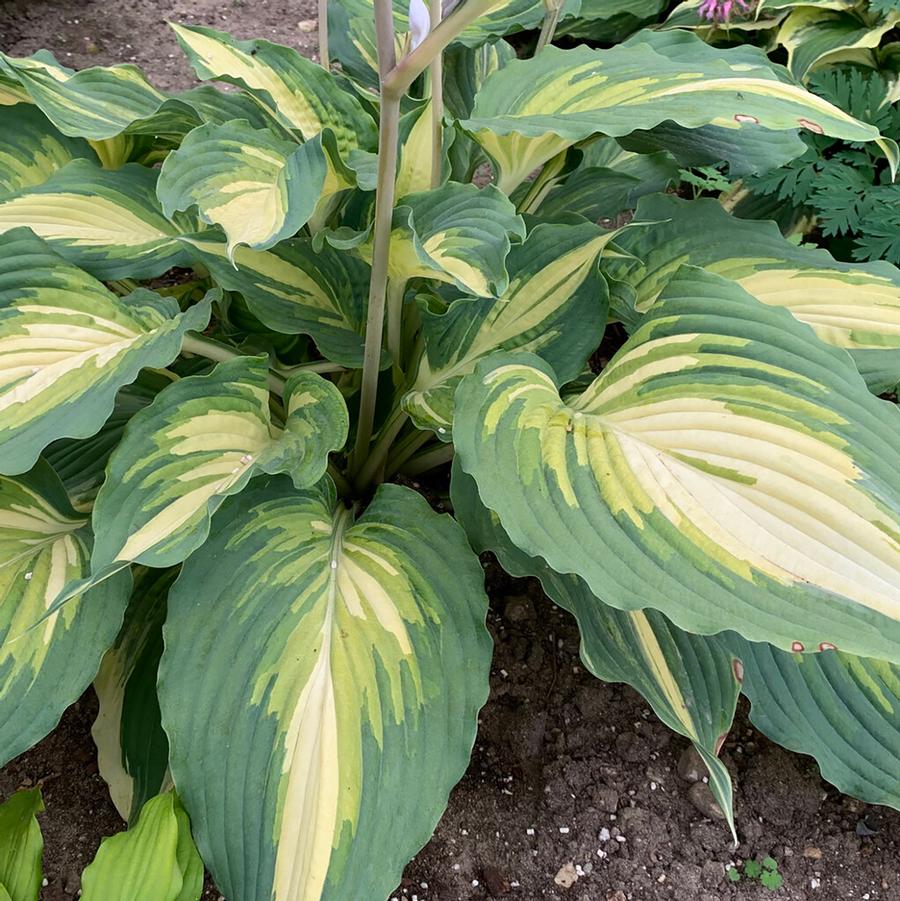 Hosta Shadowland&reg; Love Story