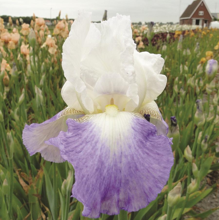 Iris germanica Mission Ridge