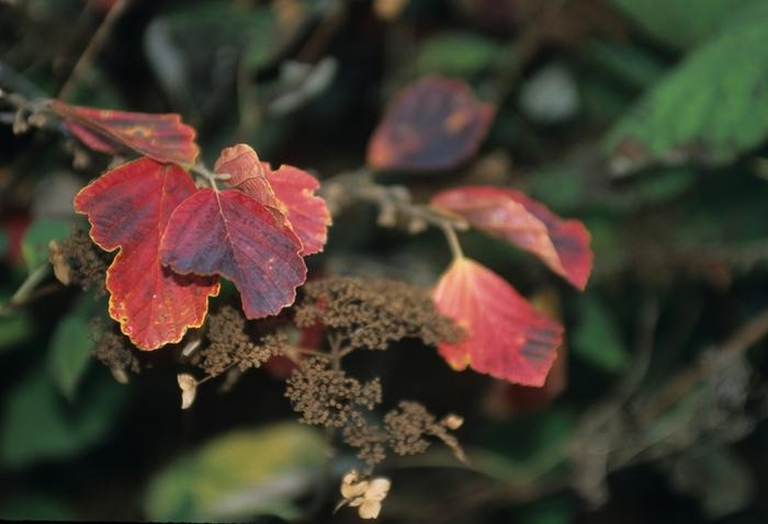 Hamamelis virginiana 