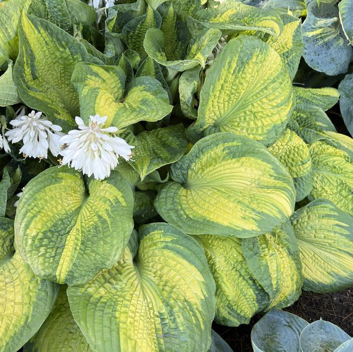 Hosta Brother Stefan