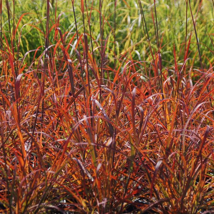 Andropogon gerardii Red October