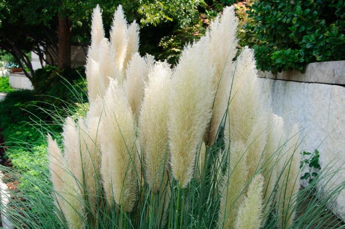 Cortaderia selloana Ivory Feathers&reg;