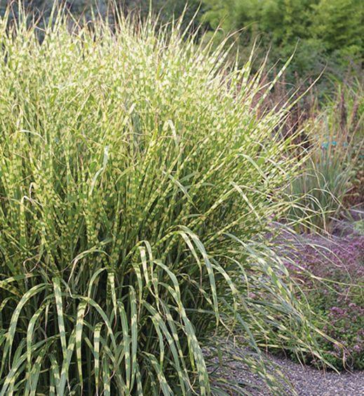 Miscanthus sinensis Gold Breeze