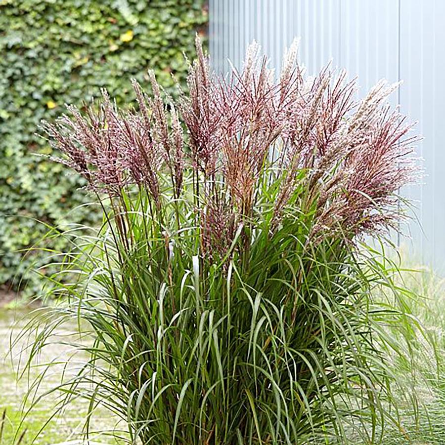 Miscanthus sinensis Volcano