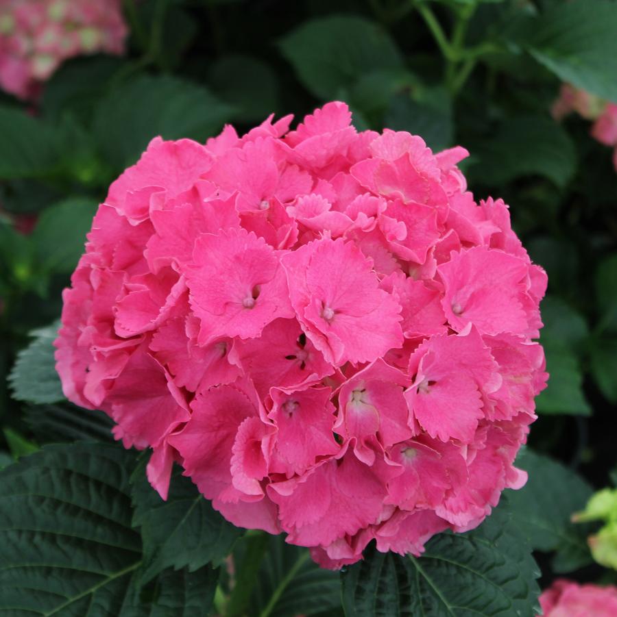 Hydrangea macrophylla Charm