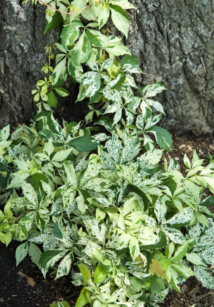 Parthenocissus quinquefolia Variegata
